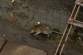 They should keep their garbage find out everything you need to know about clean and healthy living when you sign up for our free email. Rats Go To War Resort To Cannibalism As Food Dries Up New York Daily News