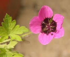 Image result for Geranium ocellatum