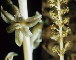 Image result for Holothrix longiflora