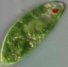 Euglena Plant Or Animal Or Is It A Protist This Requires