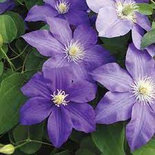 Clematis vines & climbing plants. Clematis Aumann 100mm Garden Express Clematis Garden Express Climbing Flowering Vines