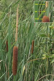 Image result for Typha