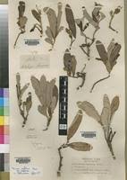 Image result for Parinari capensis