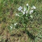 Image result for Astripomoea hyoscyamoides