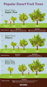 Standard fruit trees for sale. Dwarf Fruit Trees Insteading
