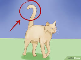 And remember not to include human ears when there are cat ears ><. 3 Ways To Understand Your Cat S Body Language Wikihow Pet