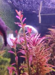 Image result for Rotala submersa