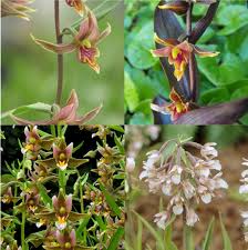 Epipactus gigantea 'serpentine night' plant characteristics. Neue Farbenfrohen Epipactis Phytesia