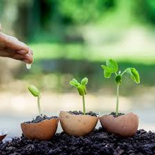 Egg Carton Seedlings Growing Seeds Growing Seedlings Seedlings Indoors Starting