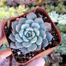 Image result for Humularia minima