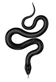 Black And White Snake Dream Meaning In Islam Black Snake With Green Eyes Isolated On White Tatoosnake Blacksnaketattoo Blacktattoos In 2020 Snake Tattoo Design Black Snake Tattoo Snake Illustration