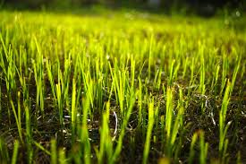 This method is less expensive and easier to maintain. Mechanical Slit Seeding Dethatching Eco Gro Lawn Care