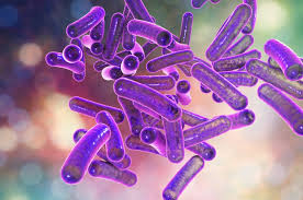 Image result for Shigella