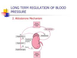 Fluctuating blood pressure can be caused by several issues. Regulation Of Blood Pressure Ppt Download
