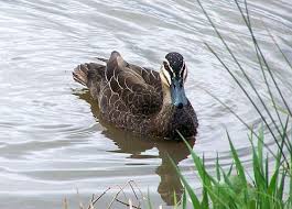 Kategori unggas yang termasuk omnivora selain ayam adalah bebek, itik dan angsa. Bebek Angsa Atau Entog Ha Ha Ha Kiyanti2008 S Weblog