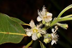 Image result for Lophostemon confertus