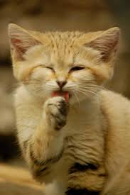 Le Chat Des Sables Felis Margarita Espece En Danger Selon L Uicn Let us know what's wrong with this preview of algerian sahara algerien by frans lemmens. le chat des sables felis margarita