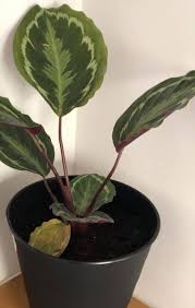 They do not like it to be too moist, nor too dry. Prayer Plant Care How To Grow And Maintain A Payer Plant