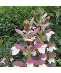 Plenty of morning candle to choose from. Acanthus Morning S Candle 2lt