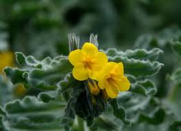 Image result for Cordia torrei