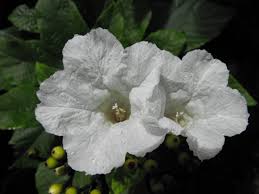 Image result for Cordia sp.A.