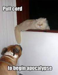 25 Funny Cat Memes About Life In The Modern World Cattime Funny Captions Funny Animals Funny Dogs