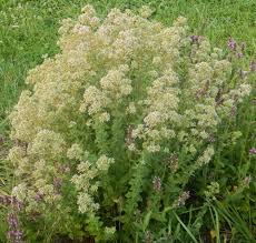 Image result for Origanum