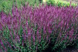 We supply small, medium & large flower plug plants, plus larger potted plants, all delivered to your door. Learn About The Rhs Top 10 Agm Summer Perennials Rhs Gardening