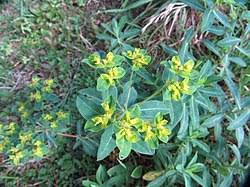Image result for Euphorbia depauperata