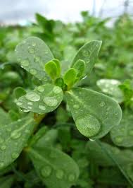 Doses up to 30 g/day have also been noted. Weeds You Can Eat Raw Purslane 10 Ways Gardenista