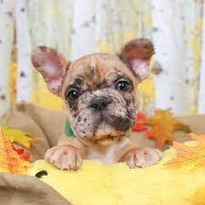 Maybe you would like to learn more about one of these? Blue Merle Frenchie French Bulldog Bulldog Puppies French Bulldog Puppies