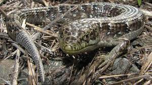 If you buy a lizard from us, you can be sure it's guaranteed to arrive alive and in great condition. Southern Alligator Lizard U S National Park Service