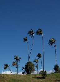 Image result for Dictyosperma