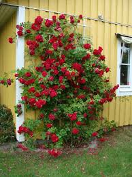Pin By كاجالي On صور مزارع Climbing Roses Trellis Rose Trellis Climbing Roses
