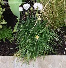 Fast to make and fun to enjoy! Plant Identification Closed Small White Pom Pom Flower Bedding Plant 1 By Drywontonmee