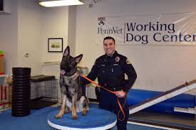 Officer Matteo sits quietly and deep in thought in the patrol unit, his K9  partner doesn't make a sound, they both watch a shady character walking  towards the police station.... why it's