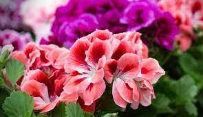 Maybe you would like to learn more about one of these? Bunga Geranium Klasifikasi Morfologi Manfaat Cara Menanamnya