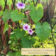 Image result for Ipomoea turbinata
