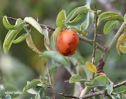 Image result for Ximenia americana