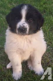 The newfoundland stands between 26 and 28 socialization, which involves exposing your puppy to as many new situations and experiences as. Landseer Newfoundland Great Pyrenees Cross Pups For Sale In Zimmerman Minnesota Classified Americanlisted Com