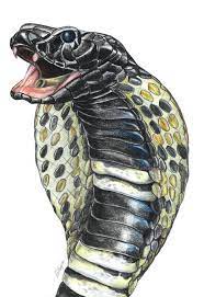 Mozambique Spitting Cobra By Jennyhaslimeier Snake Painting Snake Art Snake Drawing