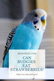 Parrots must remove the seed coat before eating the seed as the coat is parrots can imitate human speech and many other sounds. Can Budgies Eat Strawberries Beak Craze