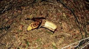 By the decomposition products formed by the action of ozone. Time Lapse Decomposing Banana Sequences B Reel V18987 Youtube