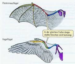 Wie Teilt Man Lebewesen Ein 1 Versuch Aristoteles V Chr Pdf Free Download