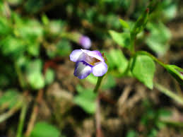 Image result for Linderniaceae