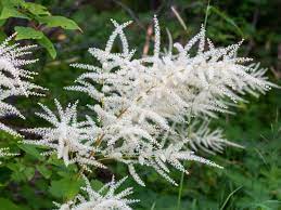 Care For Aruncus Goat S Beard Tips For Growing Goat S Beard In The Garden