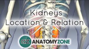 The gallbladder and kidneys lie just below the. Location And Relations Of The Kidney 3d Models Video Tutorials Notes Anatomyzone