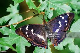 Image result for Apatura iris