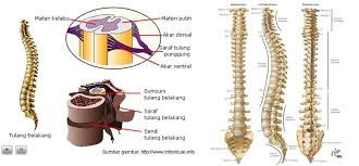 Anatomi Syaraf Manusia Yahoo Hasil Image Search Sumsum Tulang Sumsum Tulang Belakang