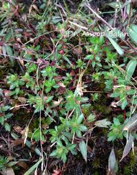 Image result for Laurembergia repens